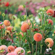 Cornel Bronze Dahlia Tuber