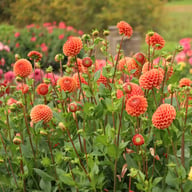 Cornel Bronze Dahlia Tuber