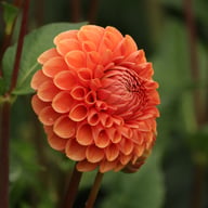 Cornel Bronze Dahlia Tuber
