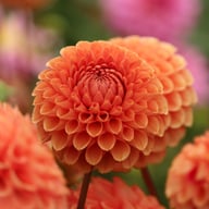 Cornel Bronze Dahlia Tuber