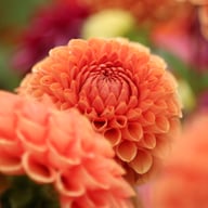 Cornel Bronze Dahlia Tuber