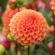 Cornel Bronze Dahlia Tuber