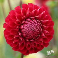 Cornel Dahlia Knöl