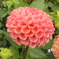 Cornel Salmon Dahlia Tuber