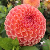 Cornel Salmon Dahlia Tuber