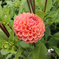 Cornel Salmon Dahlia Tuber
