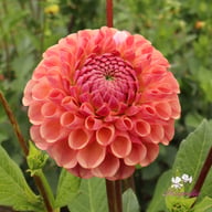Cornel Salmon Dahlia Tuber
