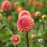 Cornel Salmon Dahlia Tuber
