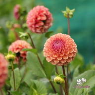 Cornel Salmon Dahlia Tuber