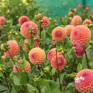 Cornel Salmon Dahlia Tuber