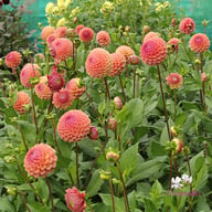 Cornel Salmon Dahlia Tuber