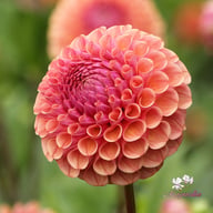 Cornel Salmon Dahlia Tuber