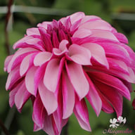 Cranberry Classic Dahlia Tuber