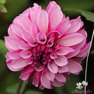 Cranberry Classic Dahlia Tuber