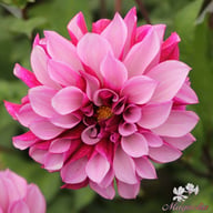 Cranberry Classic Dahlia Tuber