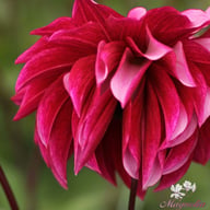 Cranberry Classic Dahlia Tuber