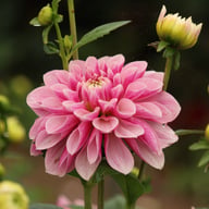 Crayon Idylle Dahlia Knöl