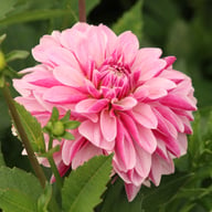 Crayon Idylle Dahlia Knöl