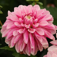 Crayon Idylle Dahlia Knöl