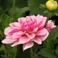 Crayon Idylle Dahlia Knöl