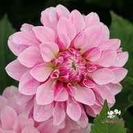 Crayon Idylle Dahlia Knöl