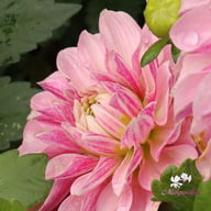 Crayon Idylle Dahlia Knöl