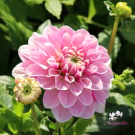 Crayon Idylle Dahlia Knöl