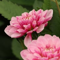 Crayon Idylle Dahlia Knöl
