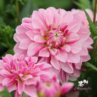Crayon Idylle Dahlia Knöl