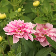 Crayon Idylle Dahlia Knöl