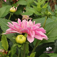 Crayon Idylle Dahlia Knöl