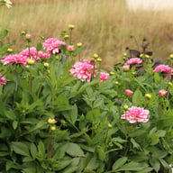 Crayon Idylle Dahlia Knöl