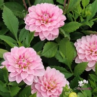 Crayon Idylle Dahlia Knöl