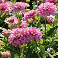 Crayon Idylle Dahlia Knöl