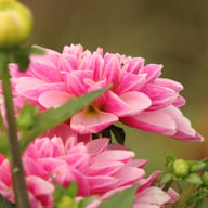 Crayon Idylle Dahlia Knöl