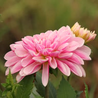 Crayon Idylle Dahlia Knöl