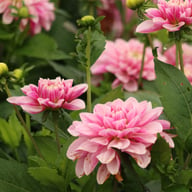 Crayon Idylle Dahlia Knöl