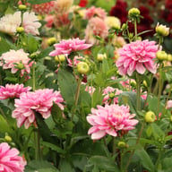 Crayon Idylle Dahlia Knöl