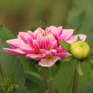 Crayon Idylle Dahlia Knöl