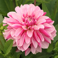 Crayon Idylle Dahlia Knöl