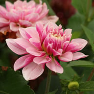 Crayon Idylle Dahlia Knöl