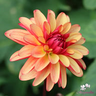 Crazy Legs Dahlia Tuber