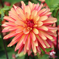 Crazy Legs Dahlia Tuber