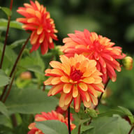 Crazy Legs Dahlia Tuber