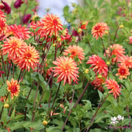 Crazy Legs Dahlia Tuber
