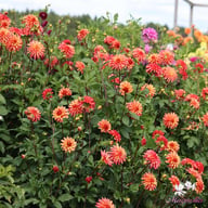 Crazy Legs Dahlia Tuber