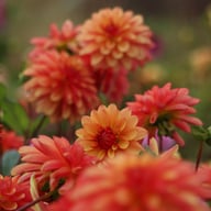 Crazy Legs Dahlia Tuber