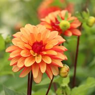Crazy Legs Dahlia Tuber