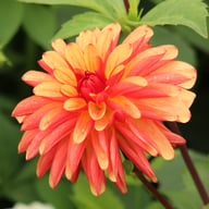 Crazy Legs Dahlia Tuber