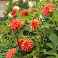 Crazy Legs Dahlia Tuber